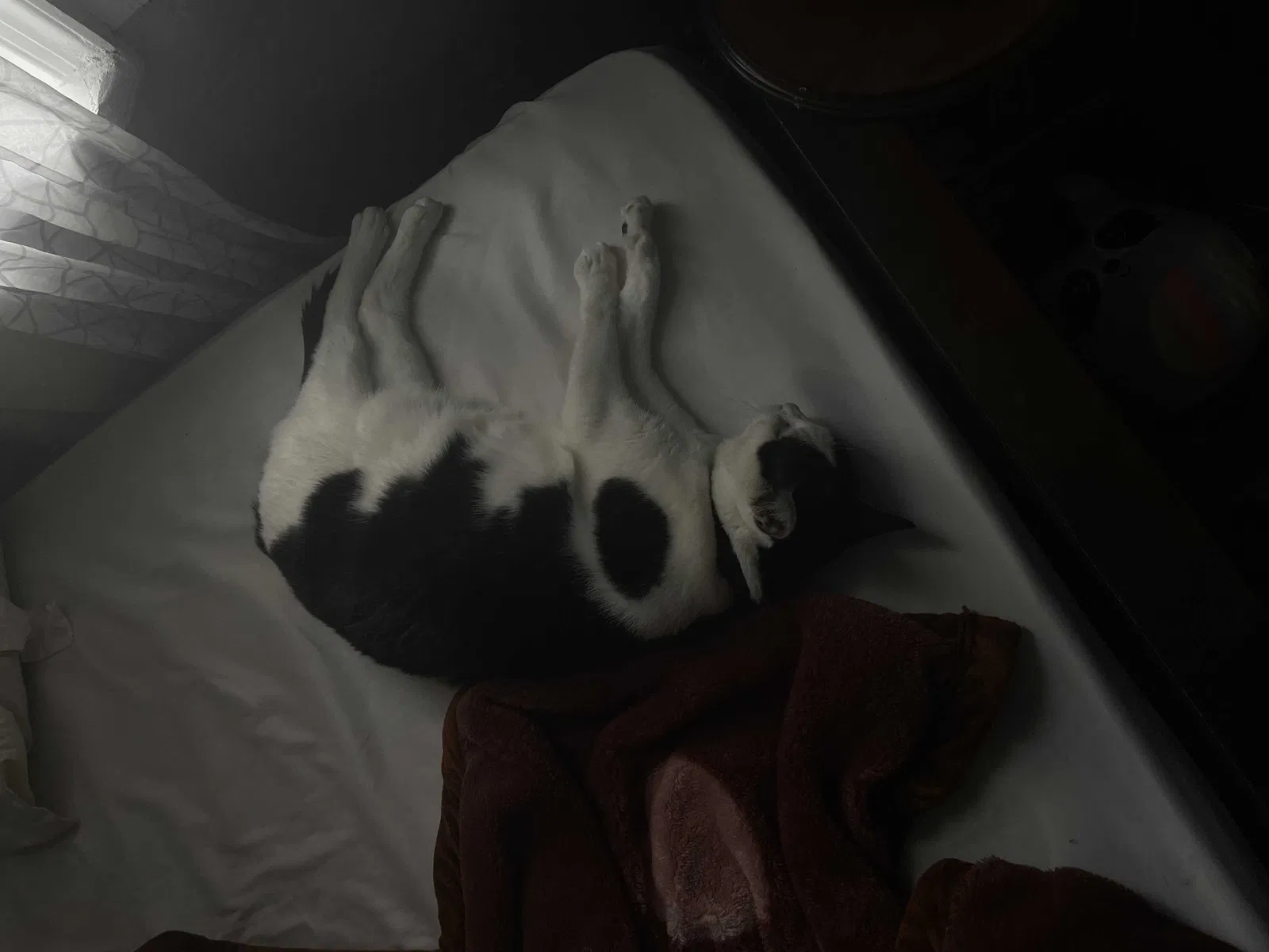 Lost cat in Baltimore, MD, 21224