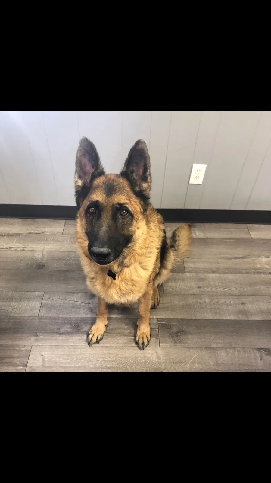 Lost dog in Montclair, CA, 91763
