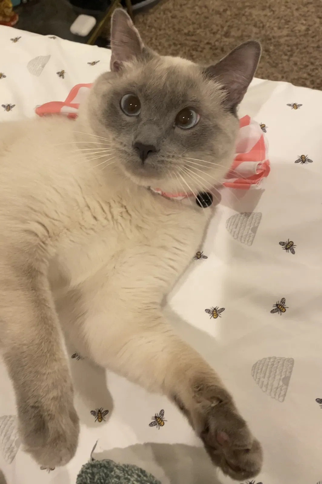 Lost cat in Lawrenceville, GA, 30044