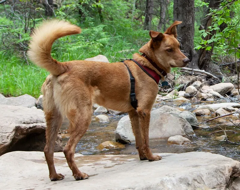 Lost dog in Phoenix, AZ, 85006