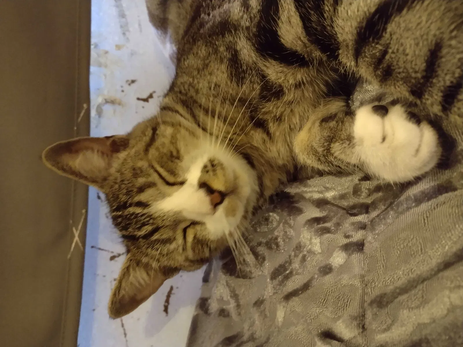 Lost cat in Escondido, CA, 92029