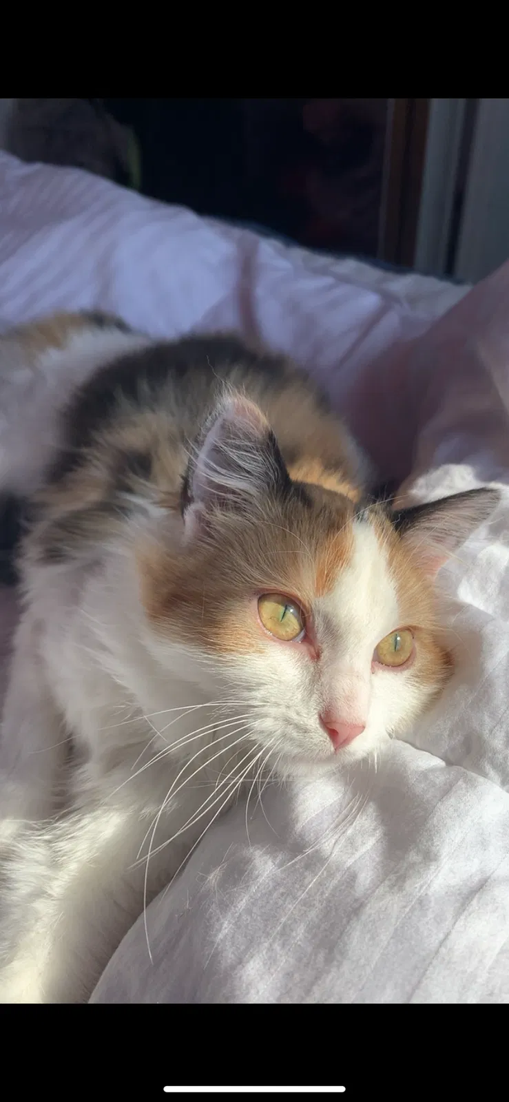 Lost cat in Lohman, MO, 65053