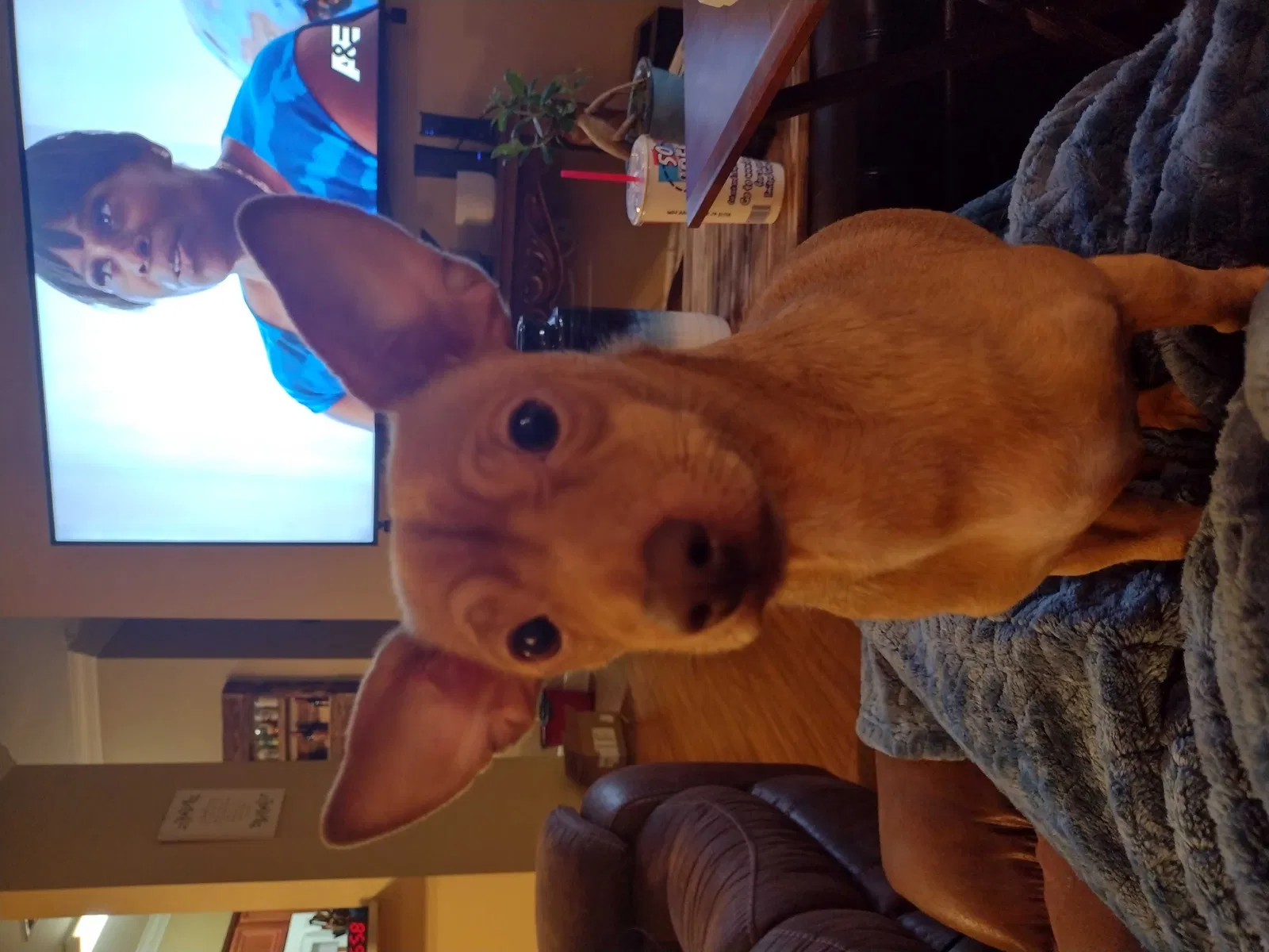 Lost dog in Purvis, MS, 39475