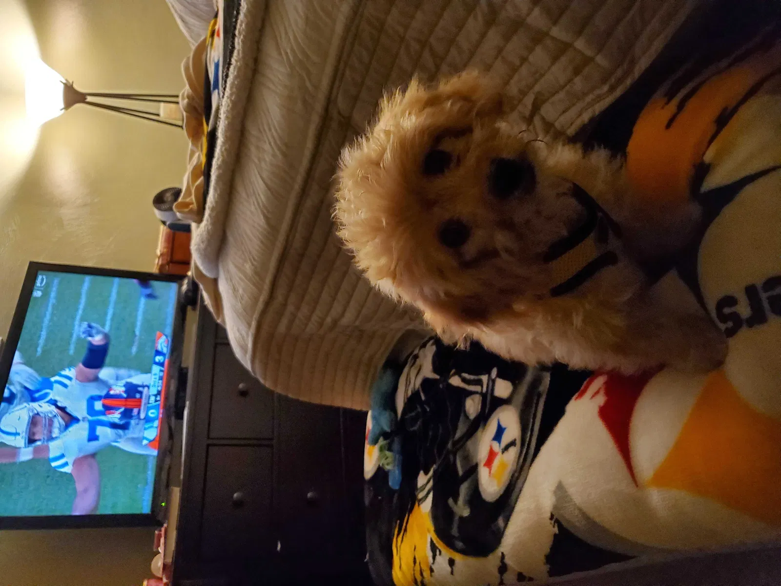 Lost dog in Pittsburgh, PA, 15207