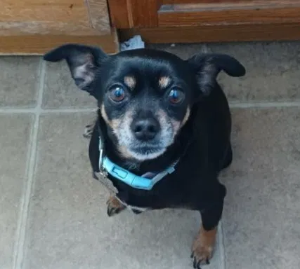 Lost dog in Stockton, CA, 95207