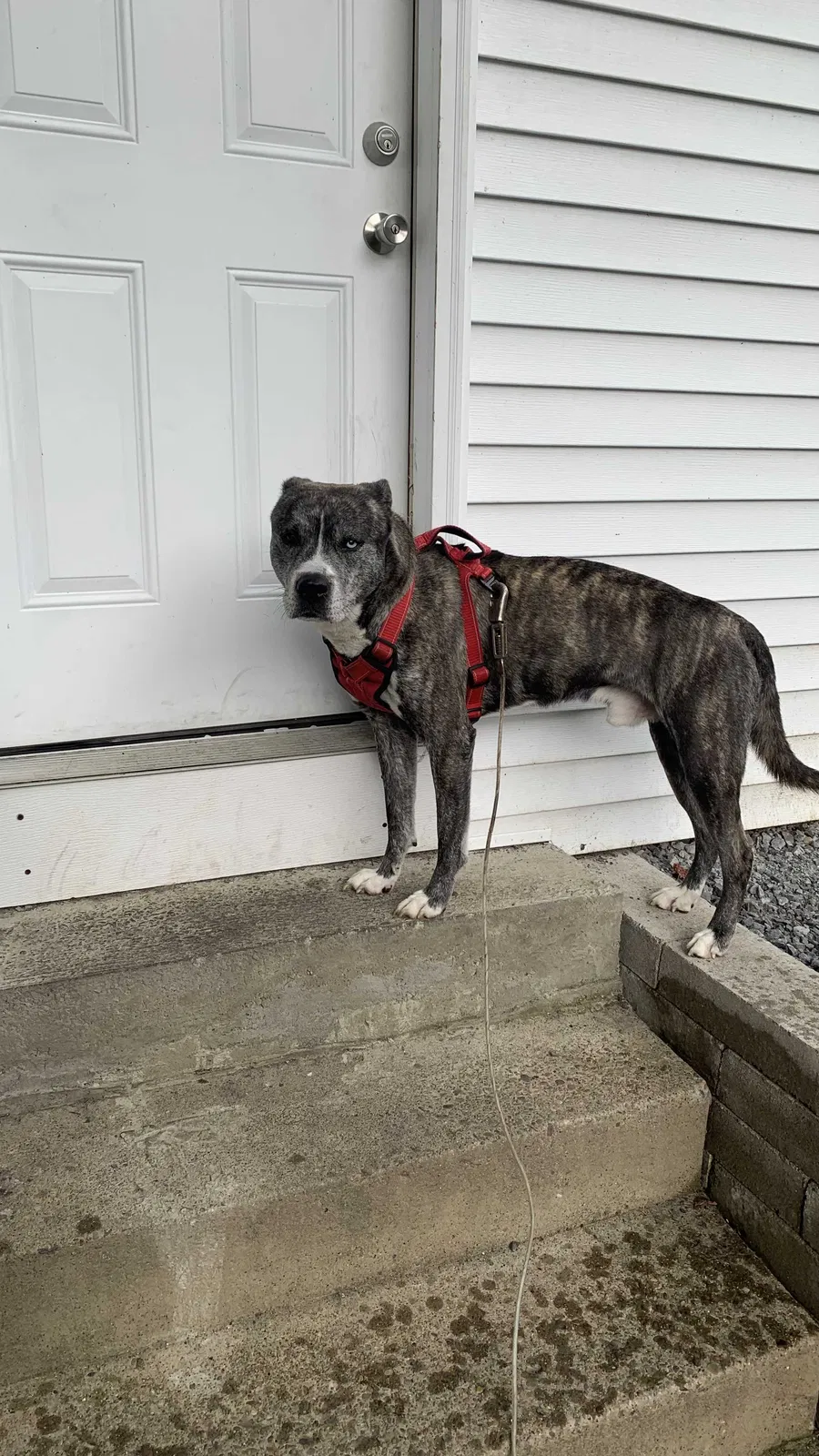 Lost dog in Pittsburgh, PA, 15210