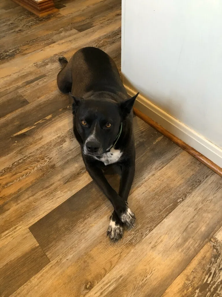 Lost dog in Venus, TX, 76084