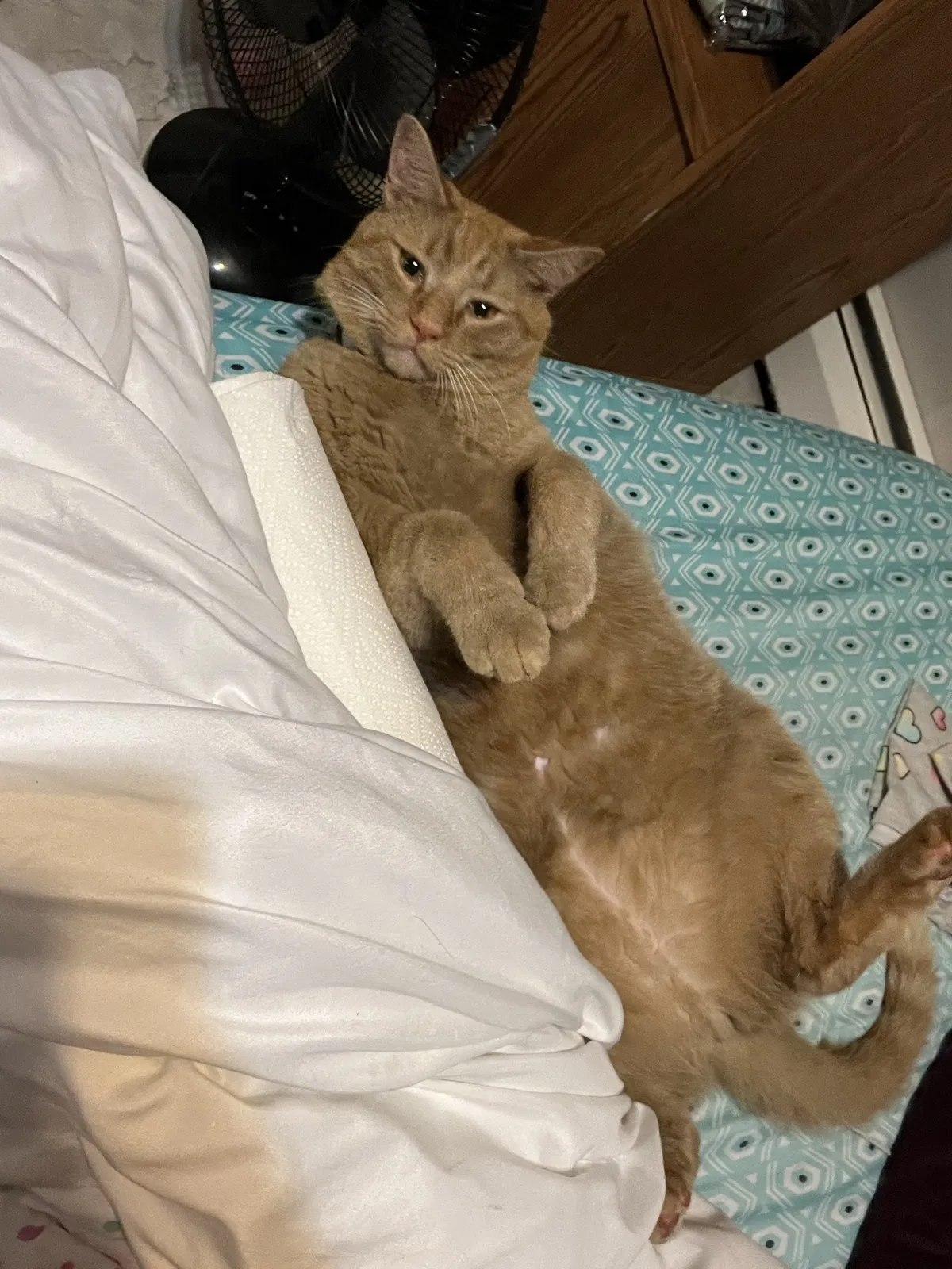 Lost cat in Palmerton, PA, 18071