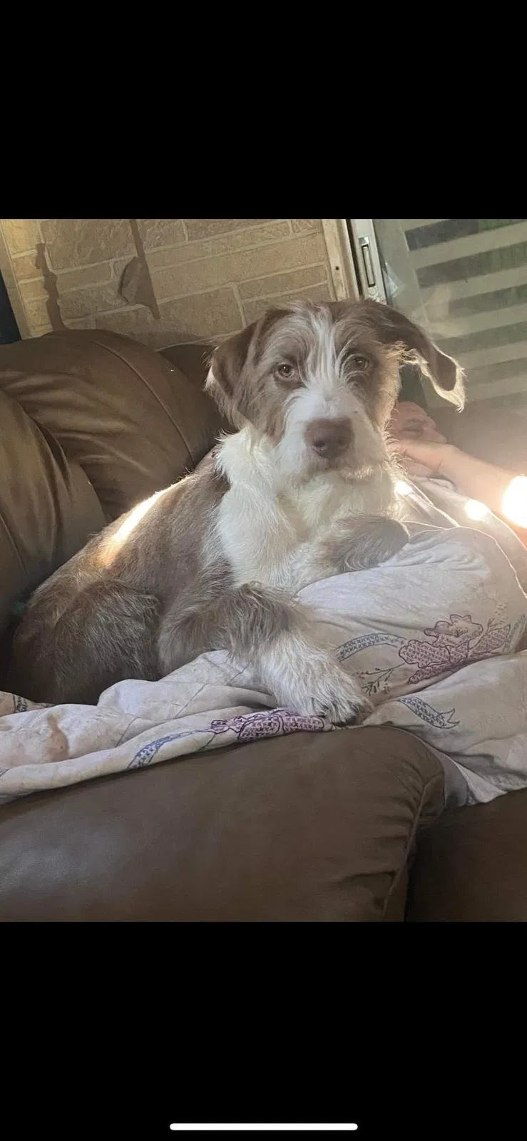 Lost dog in Eustis, FL, 32726