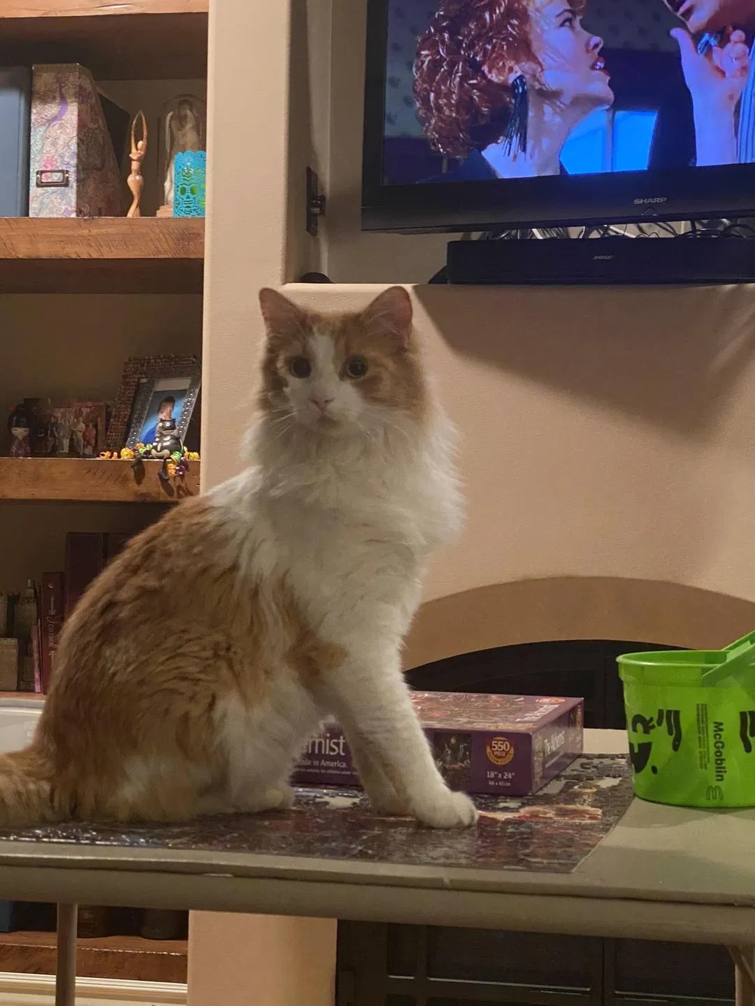 Lost cat in Salt Lake City, UT, 84124