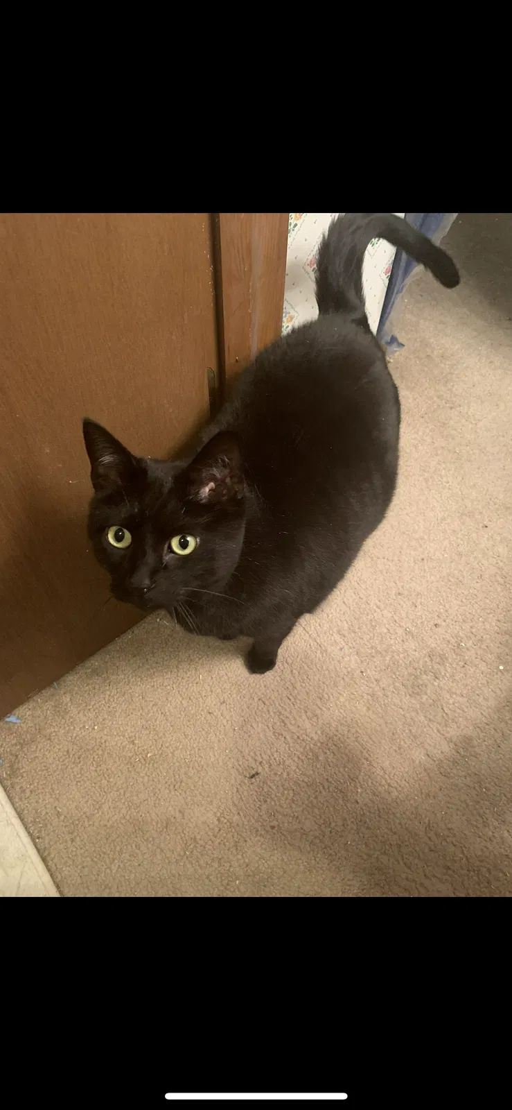 Lost cat in Sevierville, TN, 37876