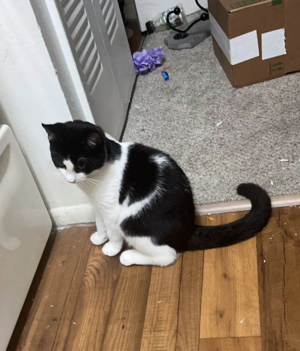 Lost cat in Orlando, FL, 32822