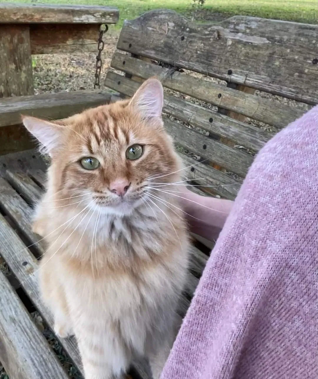 Lost cat in Crowley, LA, 70526