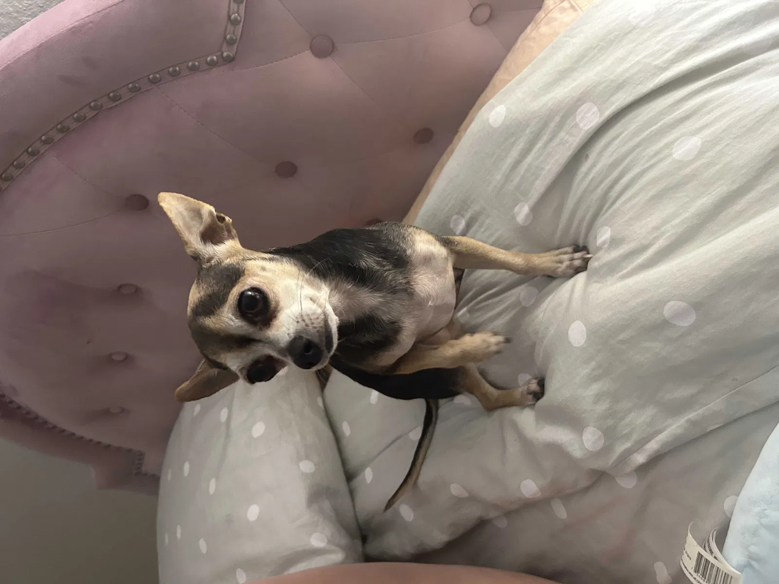Lost dog in Jacksonville, FL, 32256