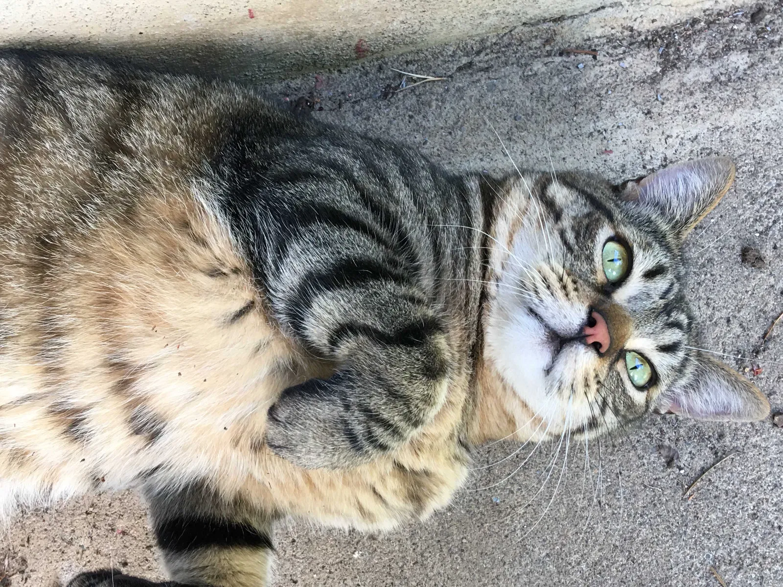 Lost cat in Eugene, OR, 97402