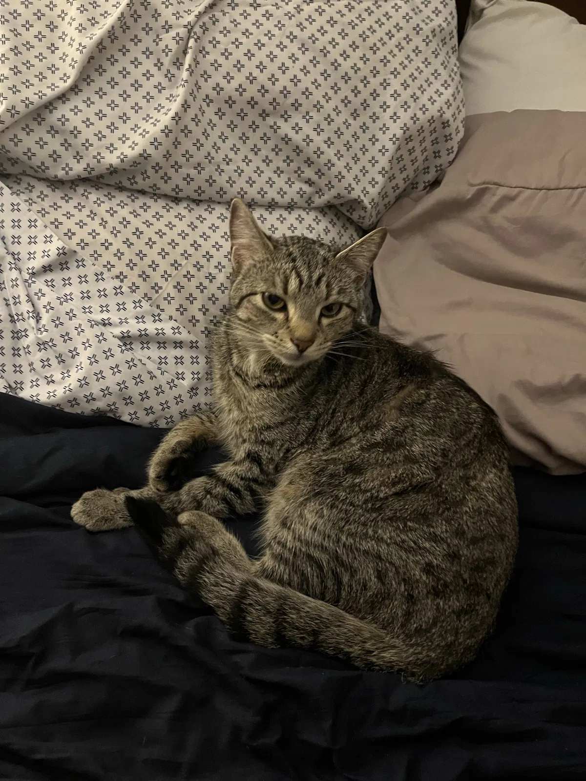 Lost cat in Hope, IN, 47246