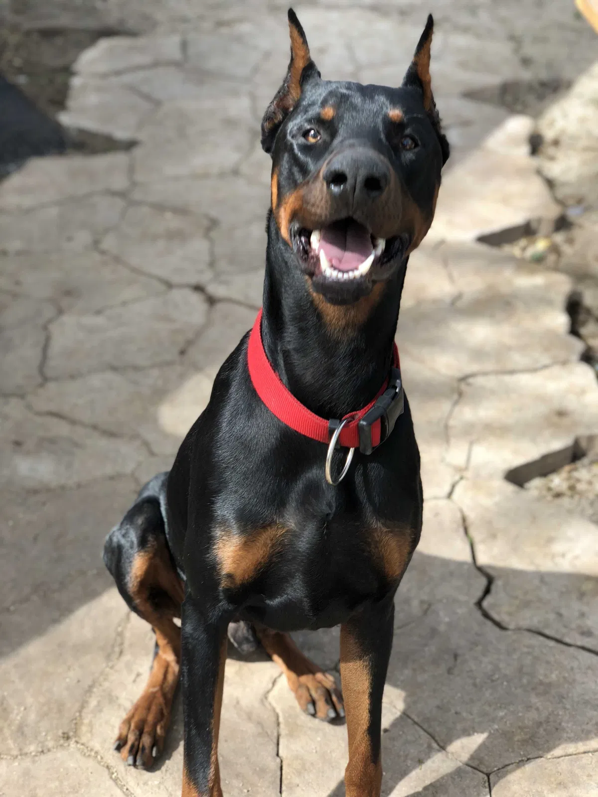 Lost dog in Austin, TX, 78758