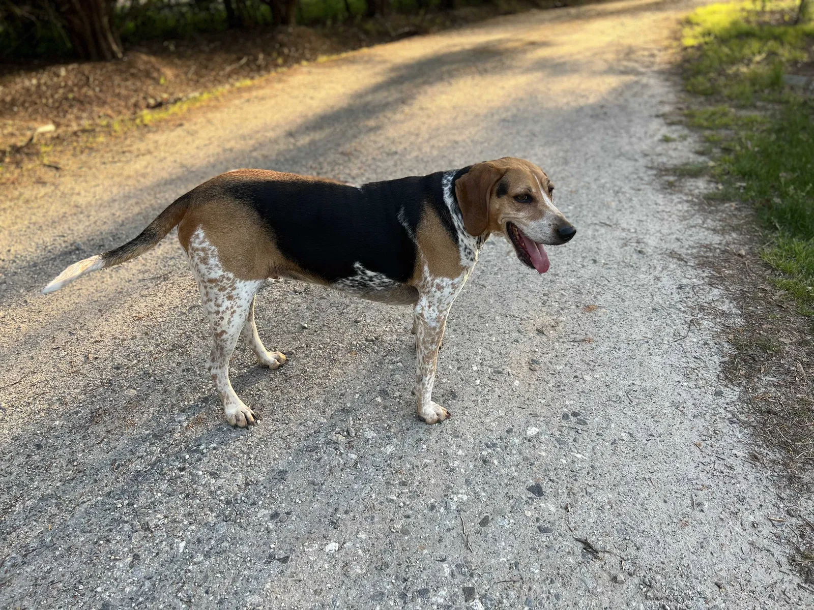 Lost dog in Cumming, GA, 30028