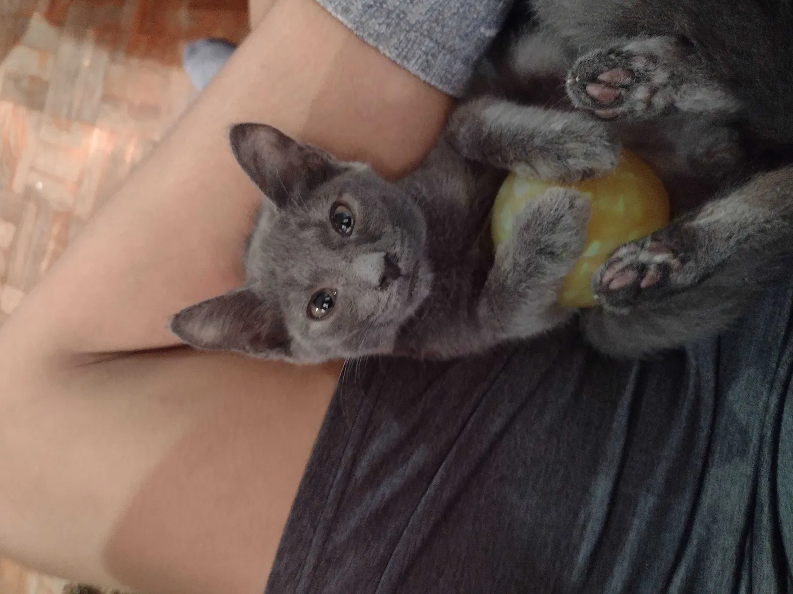 Lost cat in Haverstraw, NY, 10927
