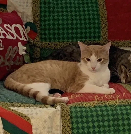 Lost cat in Rockwall, TX, 75087