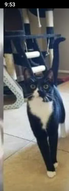 Lost cat in Tampa, FL, 33612