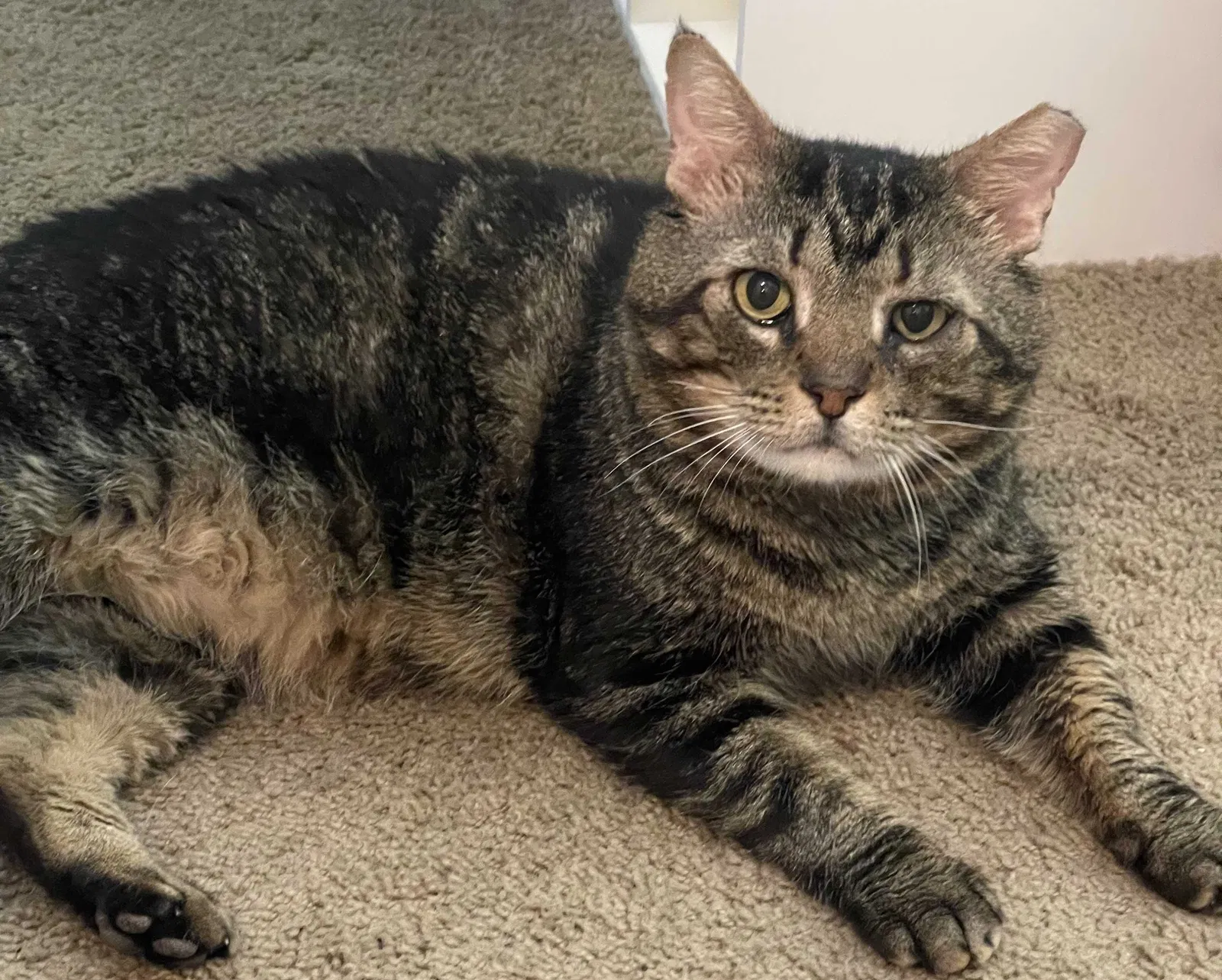 Lost cat in Scottsdale, AZ, 85255