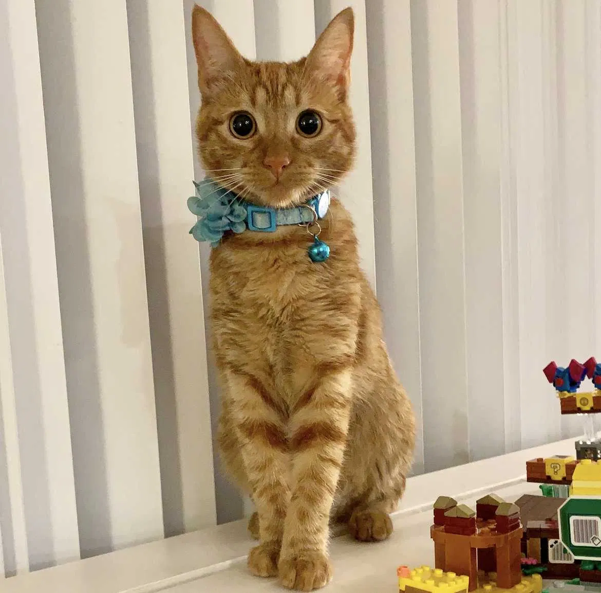 Lost cat in Chino, CA, 91710