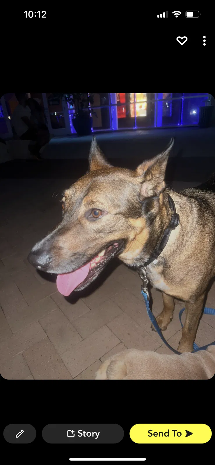 Lost dog in Fort Worth, TX, 76132