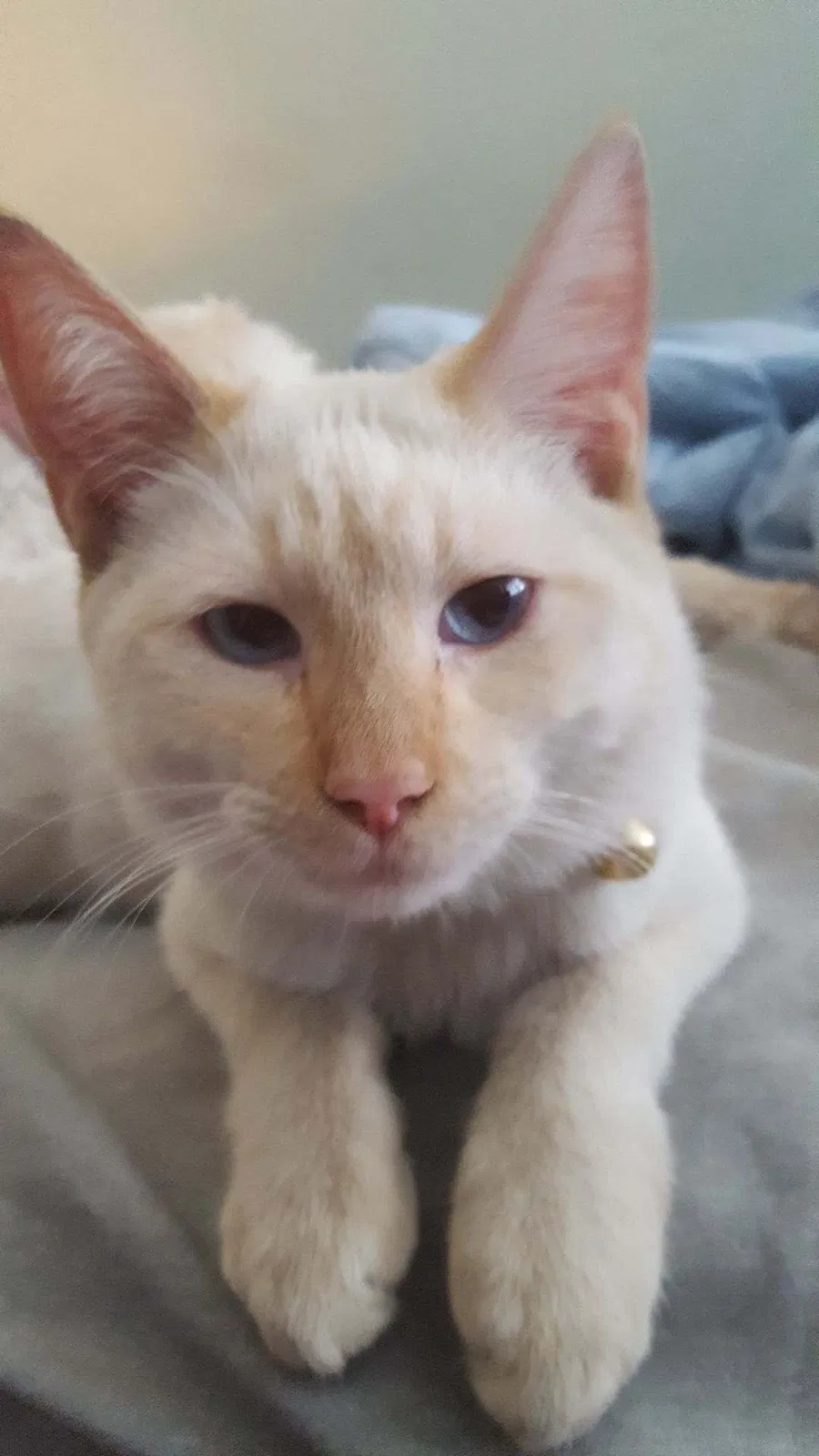 Lost cat in Panorama City, CA, 91402