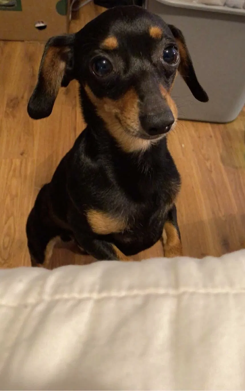 Lost dog in Willis, TX, 77318
