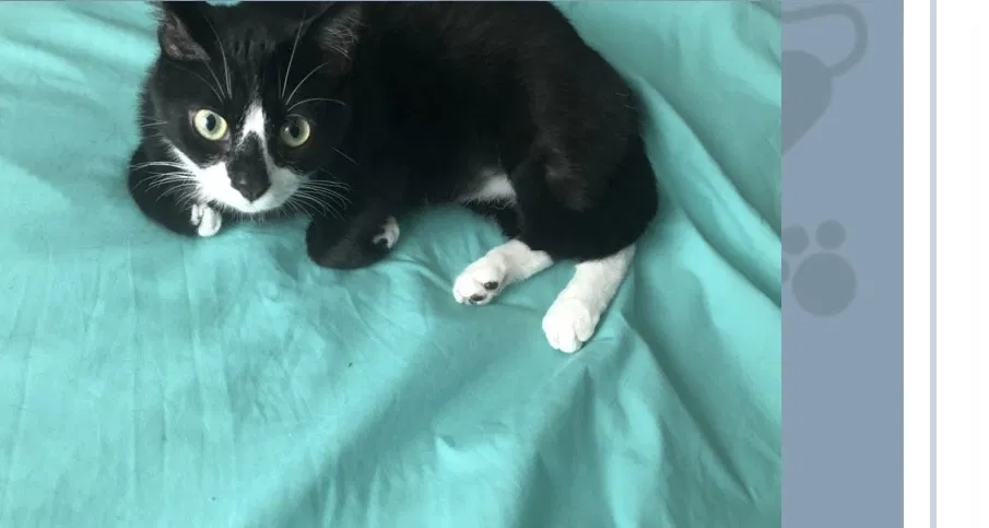 Lost cat in Clarksburg, MD, 20871