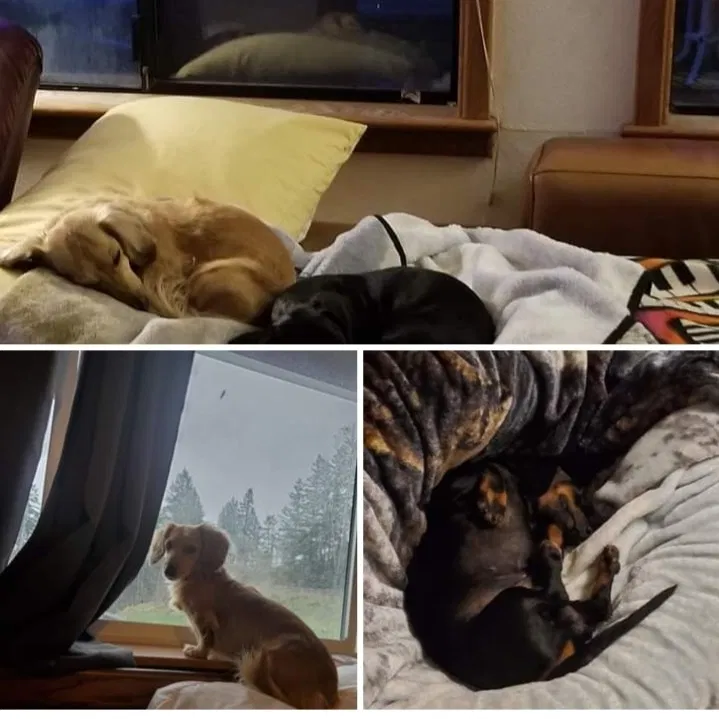 Lost dog in Eatonville, WA, 98328