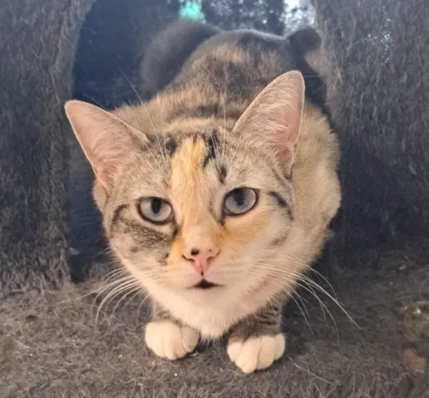 Lost cat in Riverside, CA, 92505