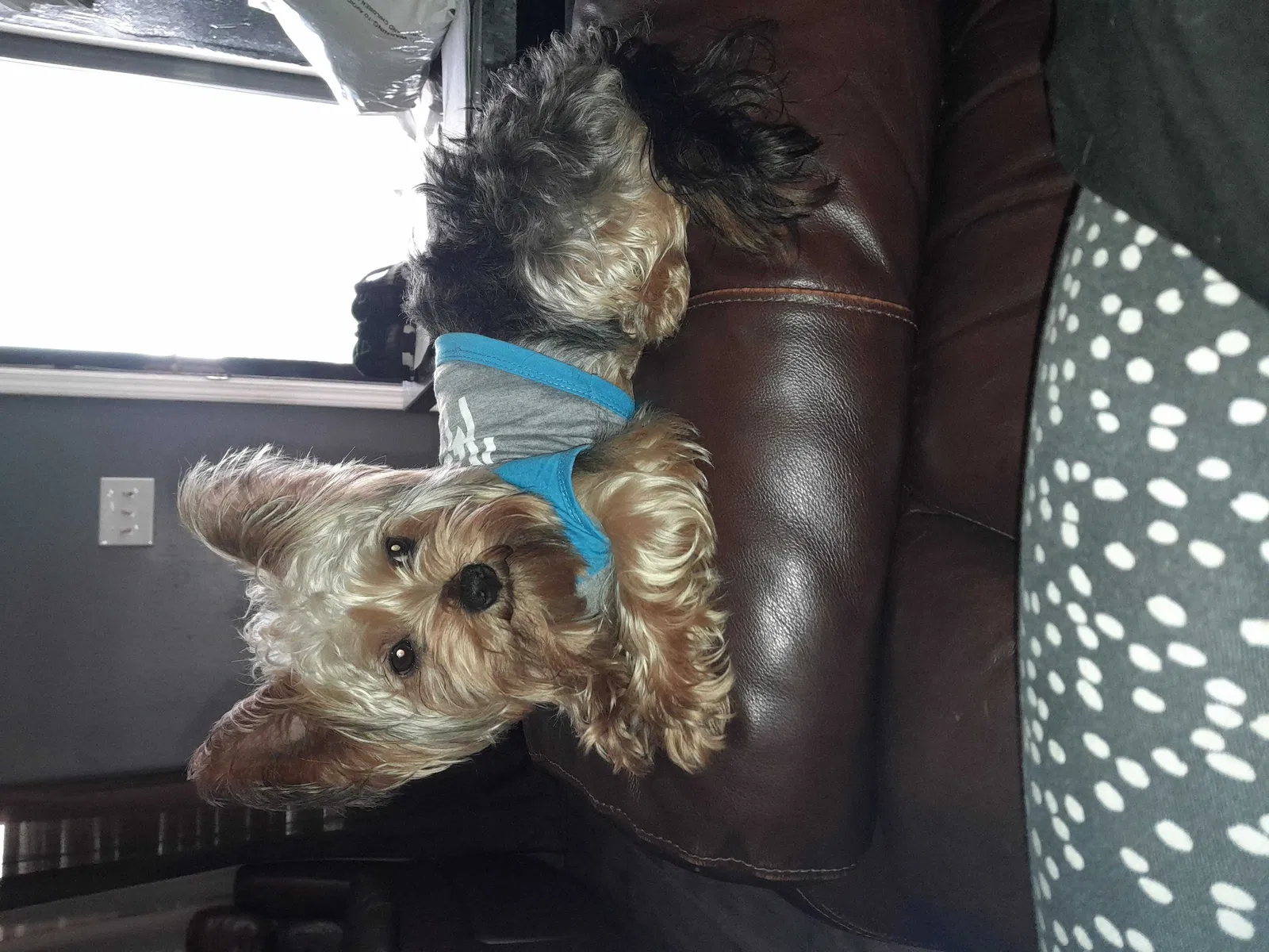 Lost dog in Palmetto, GA, 30268