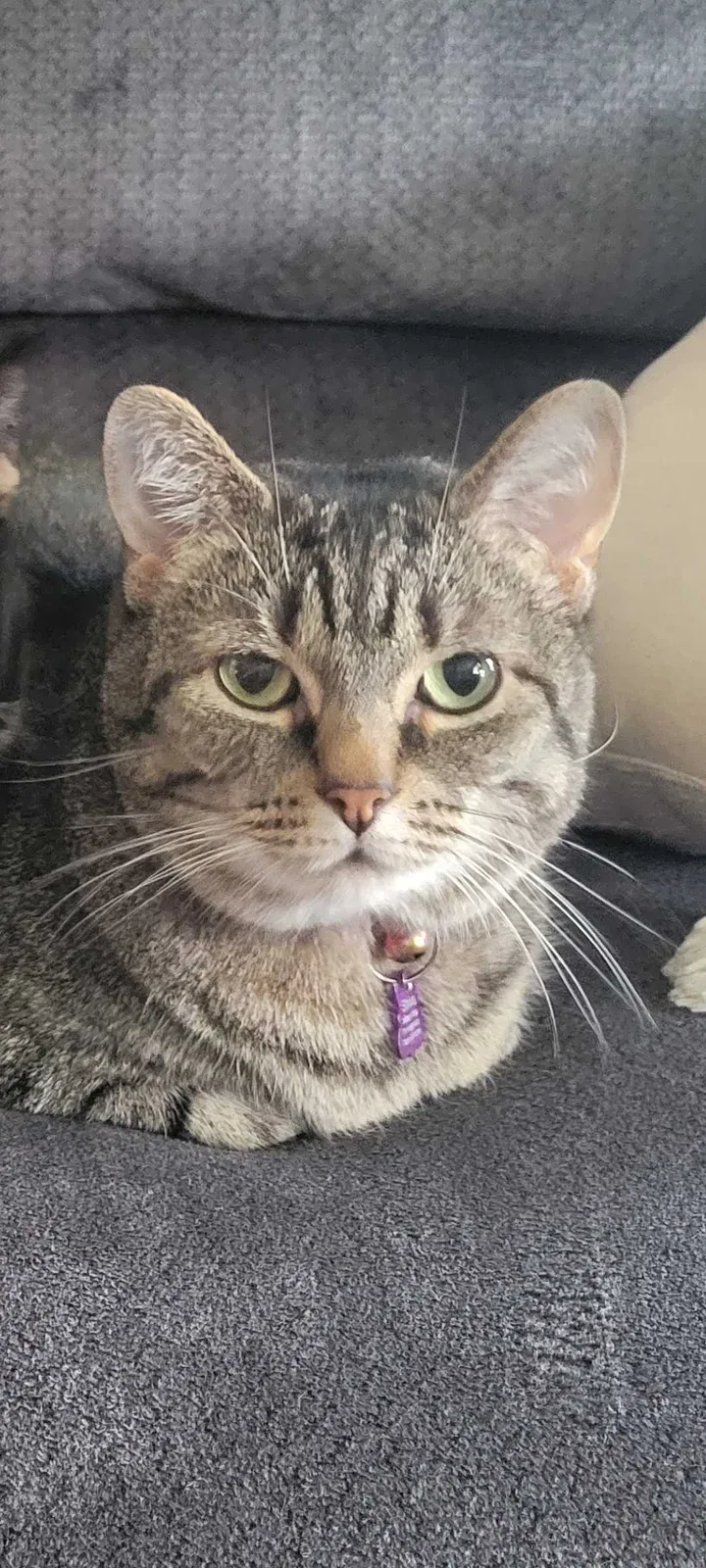 Lost cat in Englewood, OH, 45322