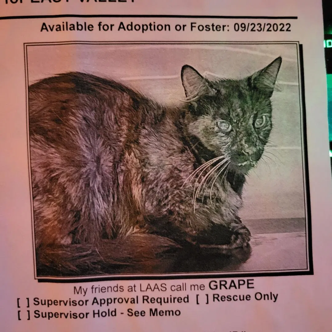 Lost cat in Studio City, CA, 91604