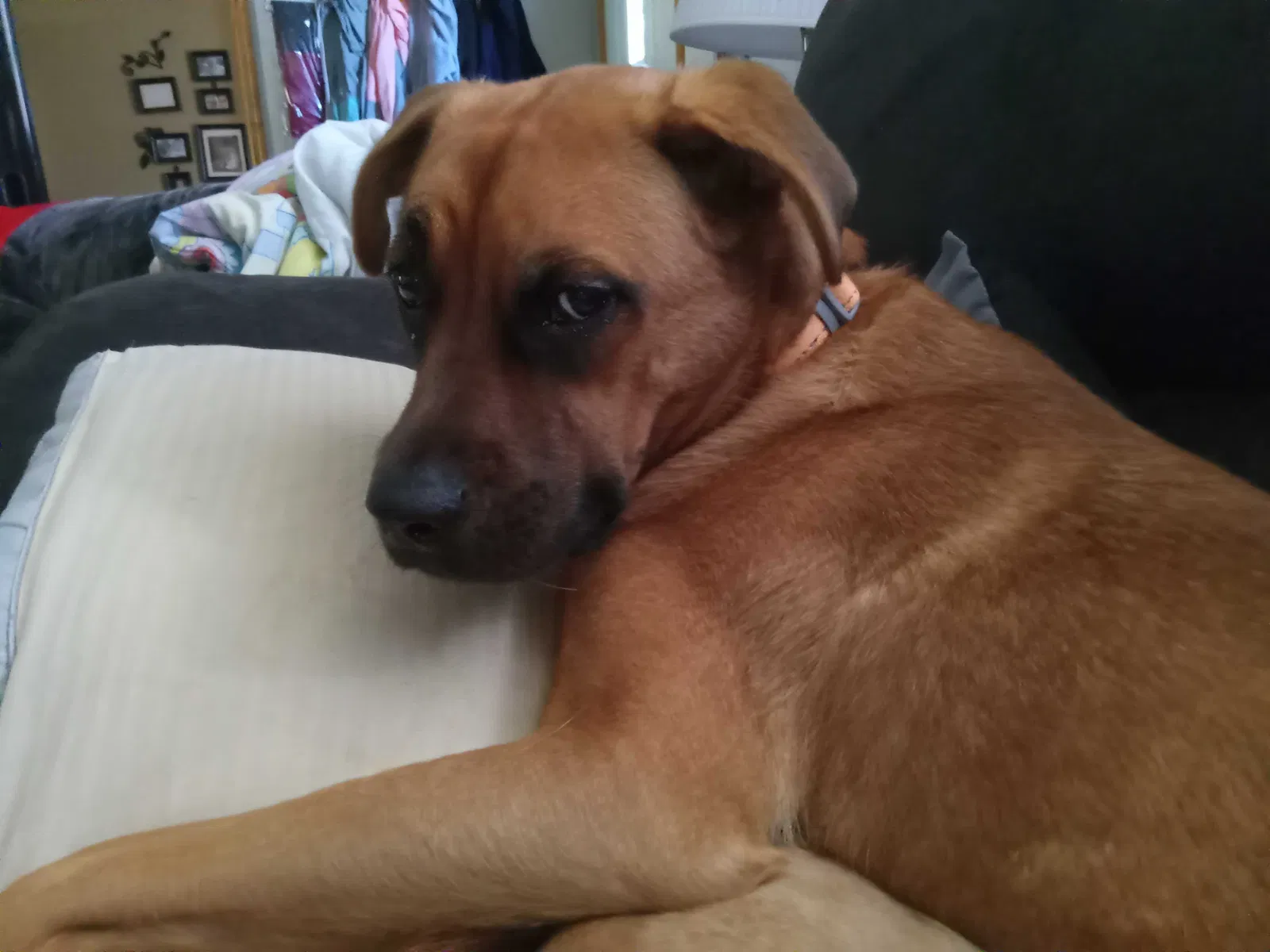 Lost dog in Saint Louis, MO, 63110