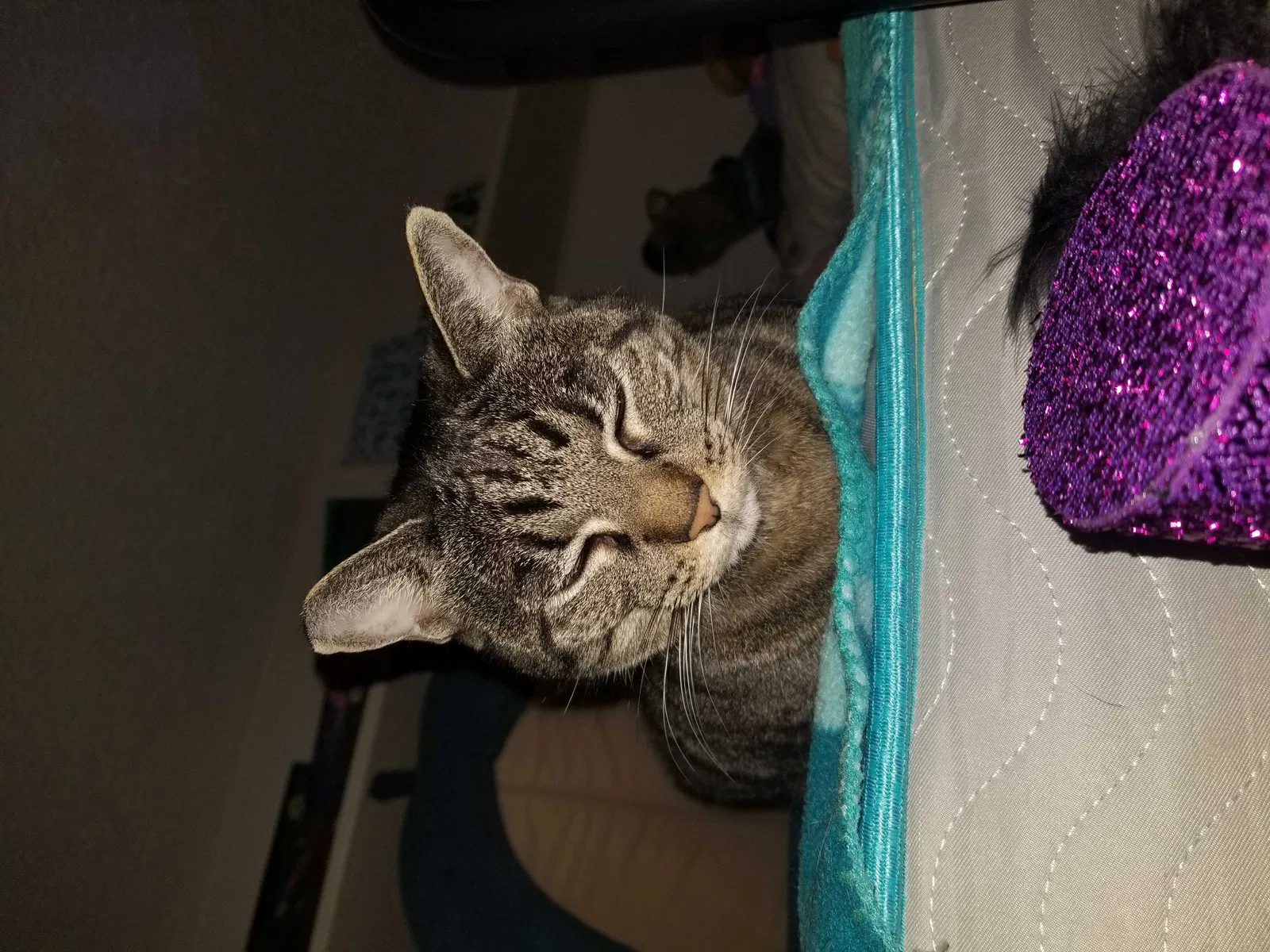 Lost cat in Las Vegas, NV, 89106