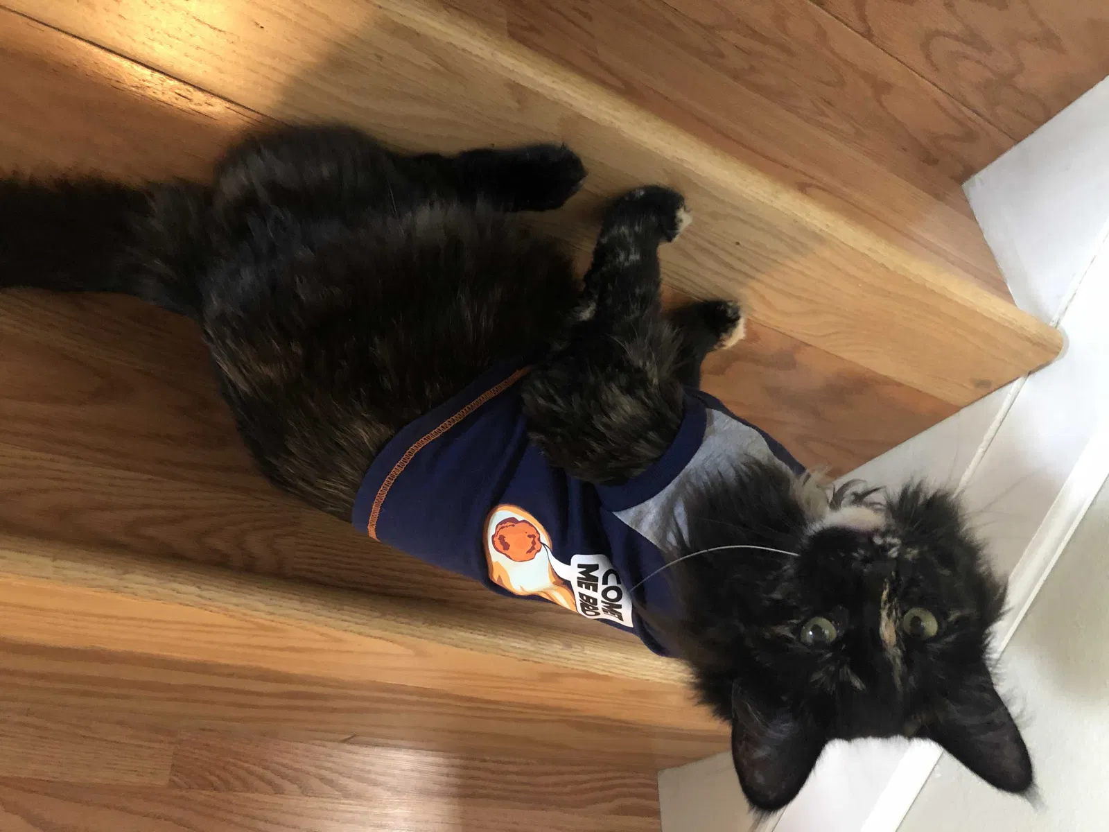 Lost cat in Littleton, CO, 80122