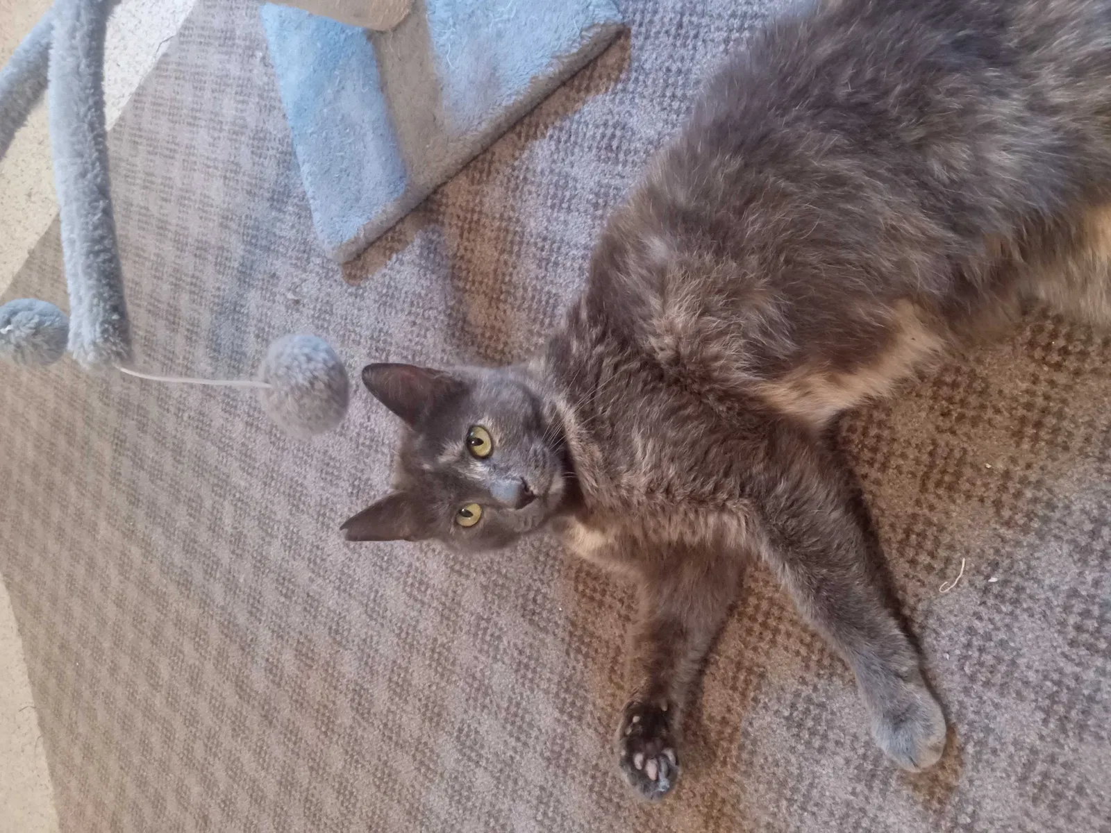 Lost cat in Niles, MI, 49120