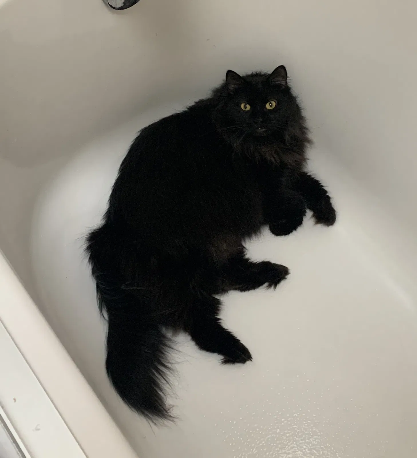 Lost cat in Waterloo, NE, 68069