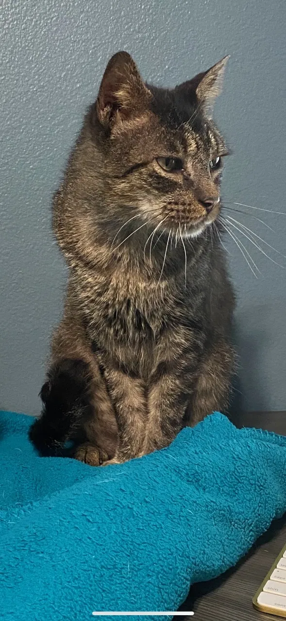 Lost cat in Oviedo, FL, 32765