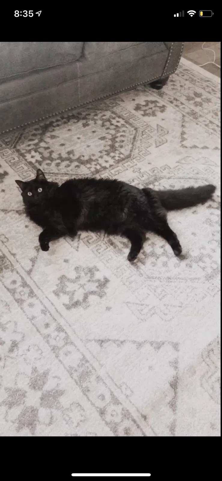 Lost cat in Wichita, KS, 67235