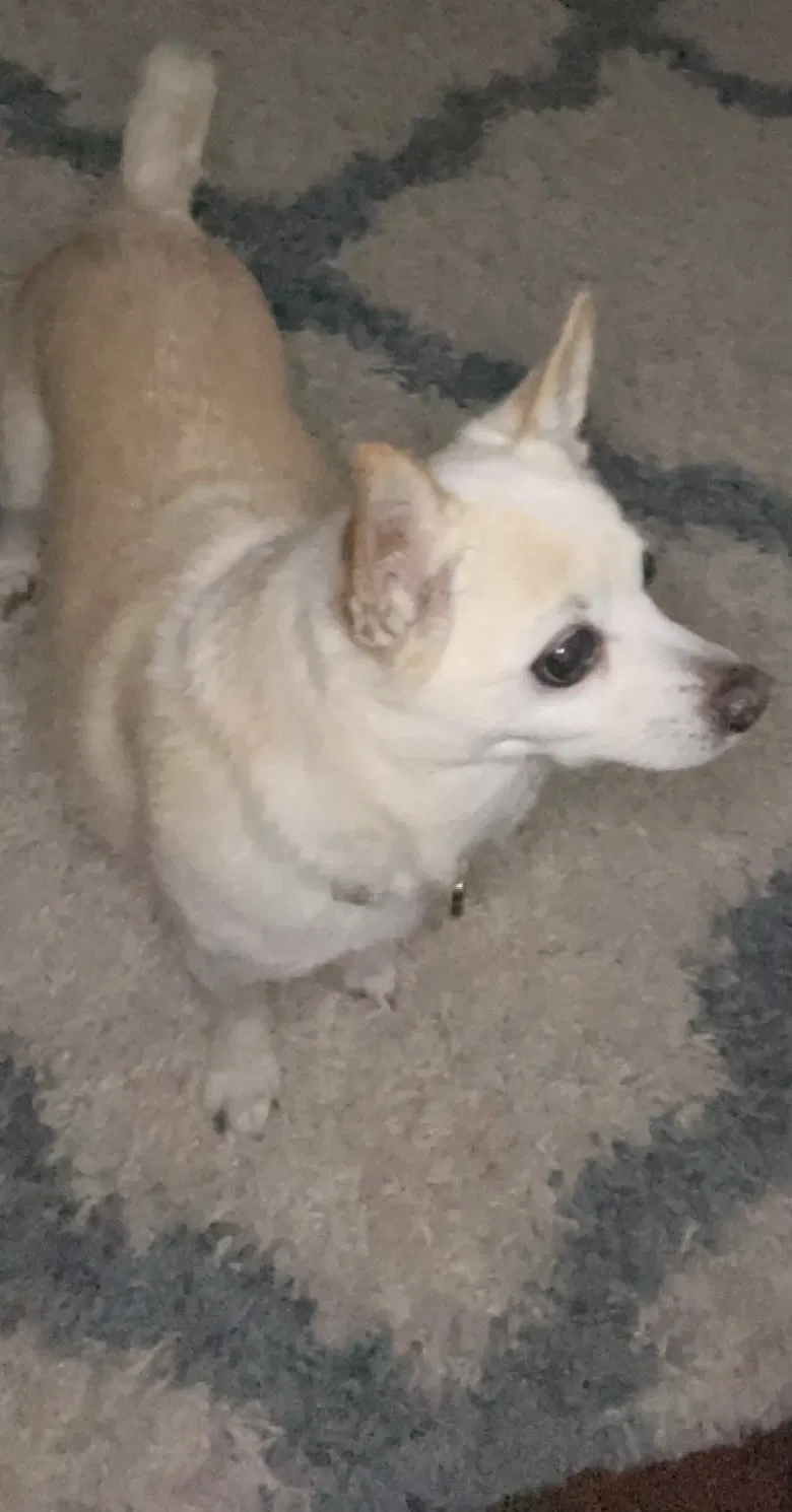 Lost dog in Allen, TX, 75002