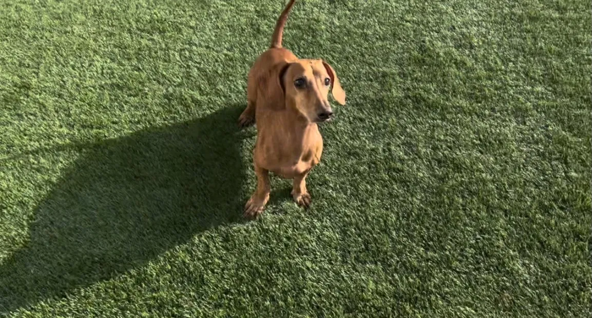 Lost dog in San Diego, CA, 92101