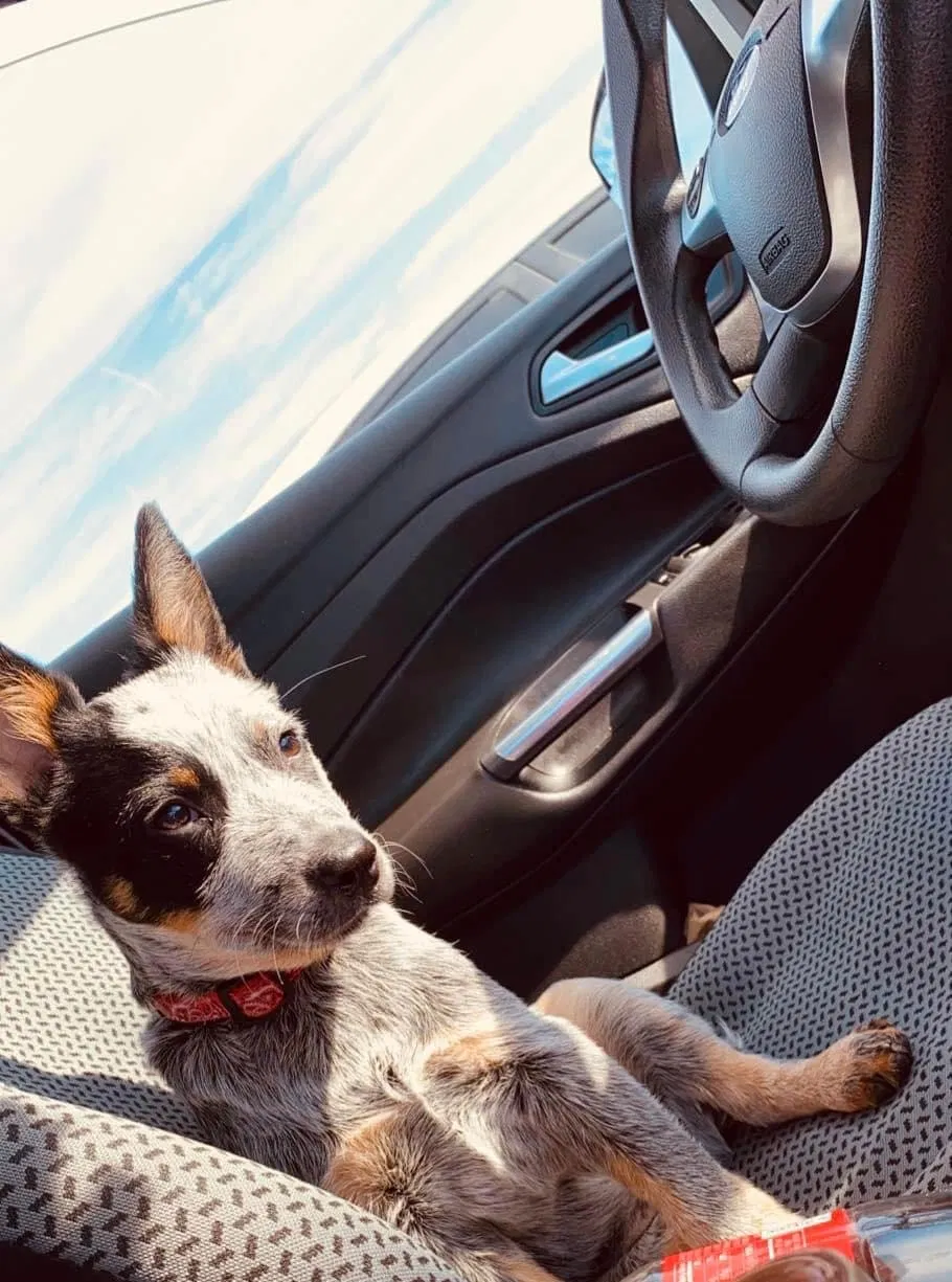 Lost dog in South Pittsburg, TN, 37380