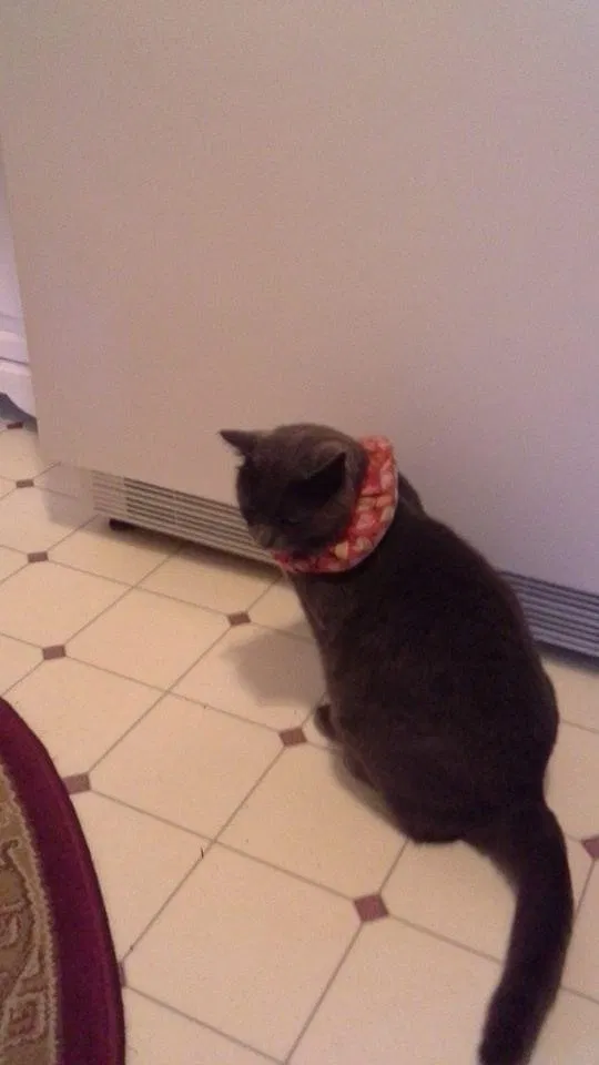 Lost cat in Massillon, OH, 44647