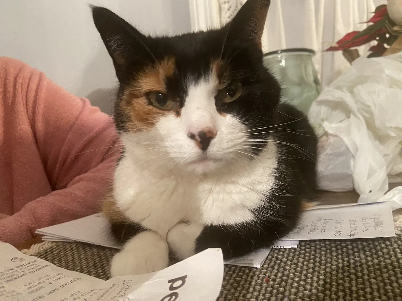 Lost cat in Weymouth, MA, 2188