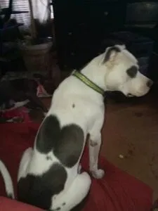 Lost dog in Magnolia, TX, 77355