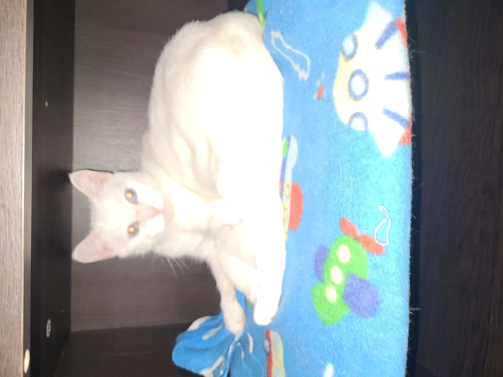 Lost cat in Morganton, NC, 28655